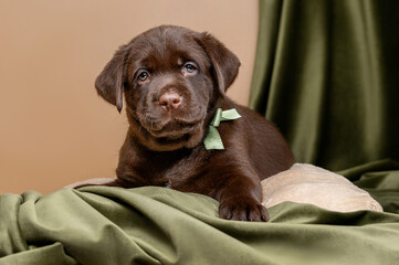 brown labrador puppy on green background