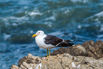 Kelp Gull (Larus dominicanus) by the bay, Montevideo, Uruguay