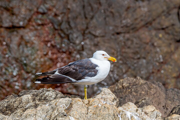 Kelp Gull (Larus dominicanus) by the bay, Montevideo, Uruguay