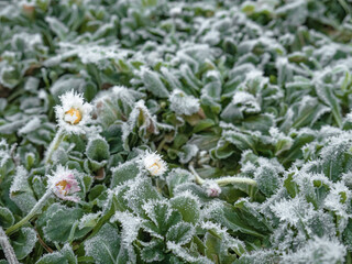 Daisy flowers frozen on a sheet of leaves with traces of ice from low temperatures