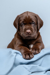 brown labrador puppy on a blue background