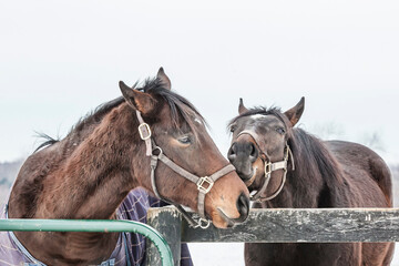 Two Thoroughbred geldings sniffing each other by a fence in the winter.