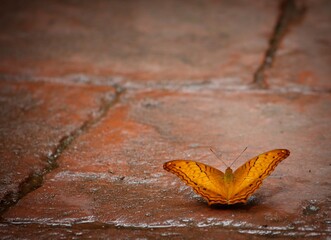 butterfly on the ground