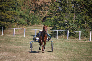 Horse trotter breed in motion harness racing