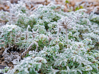 Macro view of a Verbena Tapien Salmon plant from a garden completely frozen by the dew and cold of a winter morning