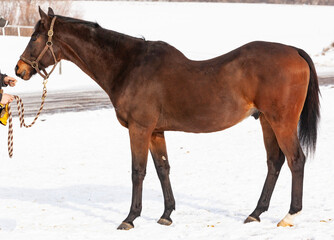 A swaybacked Thoroughbred in the winter with snow on the ground.