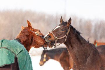 A bay horse has a strap of another horse's halter in it's mouth while playing.