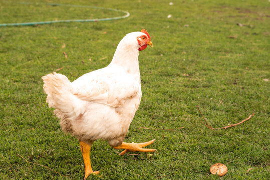 Breeding broiler chickens in rural conditions in the village in the yard.