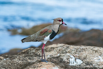 Southern Lapwing (Vanellus chilensis) in River Plate coast, Montevideo, Uruguay