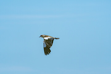 Southern Lapwing (Vanellus chilensis) in River Plate coast, Montevideo, Uruguay