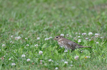 thrush running across the lawn for worms         