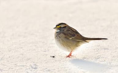 White-throated sparrow (Zonotrichia albicollis) in snow. Closeup. Copy space.
