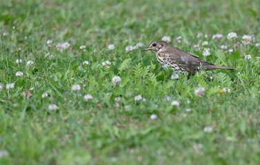 thrush running across the lawn for worms         