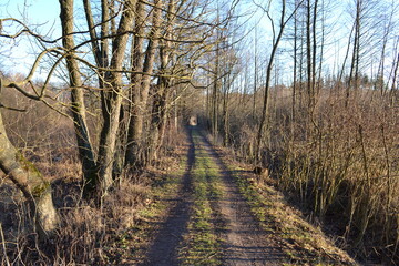 orest, nature, tree, trees, road, autumn, landscape, path, spring, woods, green, park, wood, fall, grass, season, sky, footpath, foliage, way, sun, outdoor, environment, birch, woodland