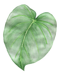 One large green leaf on a white background. 
Indoor plant. Watercolor illustration.