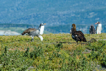 Pair of Upland Goose (Chloephaga picta) at penguin colony, Land of Fire (Tierra del Fuego), Argentina