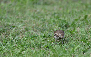 thrush running across the lawn for worms         