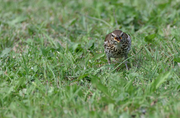 thrush running across the lawn for worms         