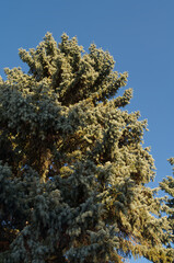 Pine Tree against a Blue Sky