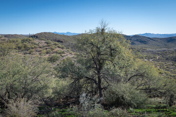 Colossal Cave Mountain Park