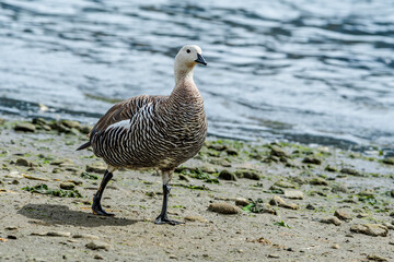 Male of Upland Goose (Chloephaga picta) in Ushuaia area, Land of Fire (Tierra del Fuego), Argentina