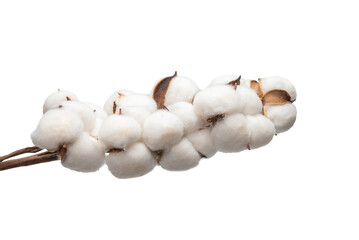 Cotton flower branch isolated on white background.
