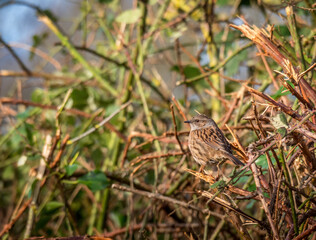 Dunnock, Prunella modularis aka Hedge sparrow,perfectly camouflaged in hedge. UK.