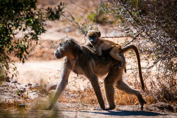 Baby baboon riding on its mother's back, staring straight at the camera. Image taken in Moremi Game Reserve, Botswana