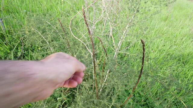 The hand of a man who collects a bundle of sparrow grass a spring vegetable excellent ingredient for vegan cuisine. Wild asparagus acutifolius plants full of edible sprouts ready to be harvested.