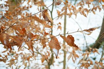 Abstract macro photography of colorful leaves with snow in winter forest
