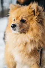 Obraz na płótnie Canvas Portrait of a red dog. The dog is, looking forward. Dog in snow. spitz