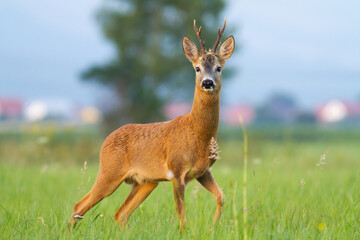 Roe deer, capreolus capreolus, looking on meadow behind the village in summer. Roebuck standing on...