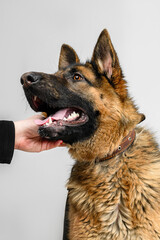 shepherd dog on a neutral background