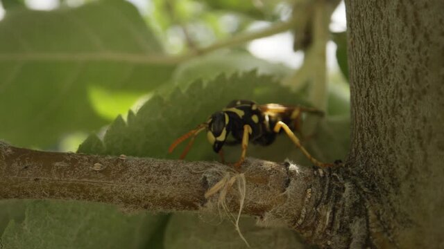 European paper wasp in shade of tree leaf macro close-up shot