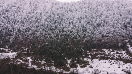 Snowed Forest Aerial View - Drone view of the Snowed Trees