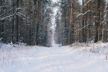 Road in the woods covered in snow