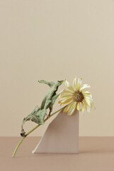 Minimalist floral beige still life composition with dried sunflower blossom branch balancing upon clay natural material, copy space, abstract modern art design concept, vertical