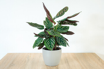 Calathea, also known as 'prayer plant' in a pot on a table. The leaves of this jungle plant open and close under the influence of light. - obrazy, fototapety, plakaty