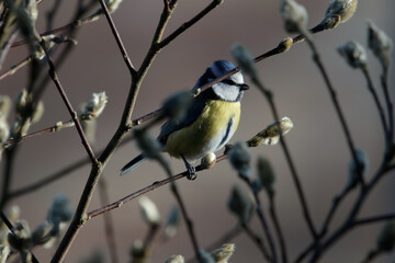 a blue tit on a branch