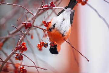 Bullfinch on a branch is eating red berry. Pyrrhula-pyrrhula