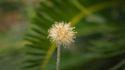 Dandelion In The Wind