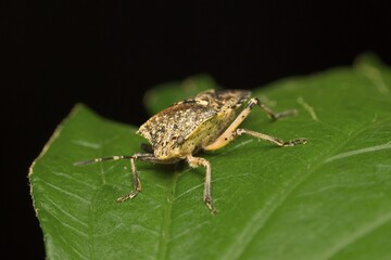 brown Rhaphigaster beetle on a leaf