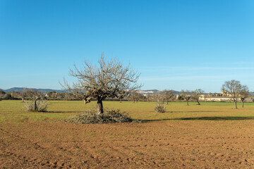 Mediterranean landscape with a fig tree (Ficus carica) pruned