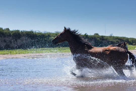 Horses crossing a river to go pasture in Córdoba, Argentina.