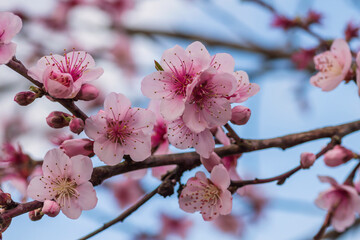 Peach tree blossoms