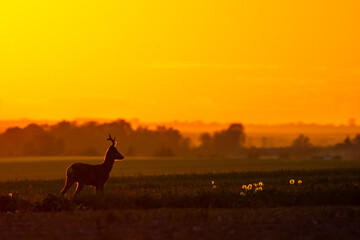 Sunset with roe deer 
