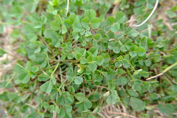 Clovers