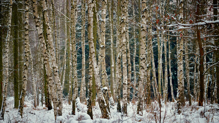 Śnieżne brzozy. Brzozy pokryte śniegiem. Las liściasty. Zimowy krajobraz. © Arkadiusz Baczyk
