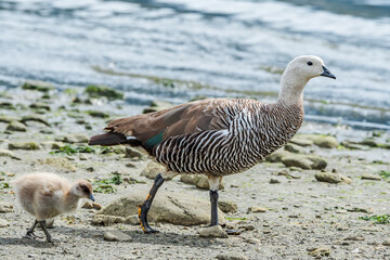 Male of Upland Goose (Chloephaga picta) with gosling in Ushuaia area, Land of Fire (Tierra del Fuego), Argentina
