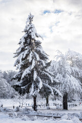 View of trees covered by the snow in a winter landscape by sunny day